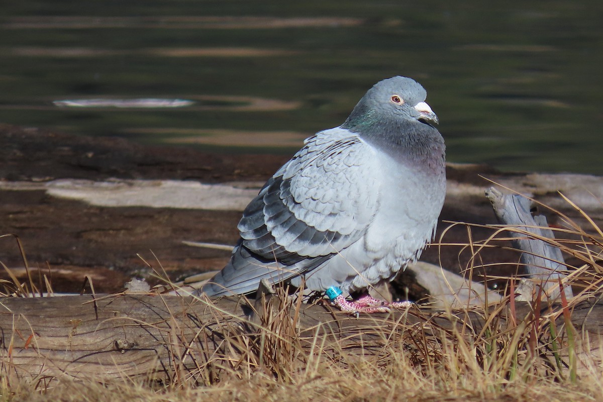 Kaya Güvercini (evcil tip) - ML645134590