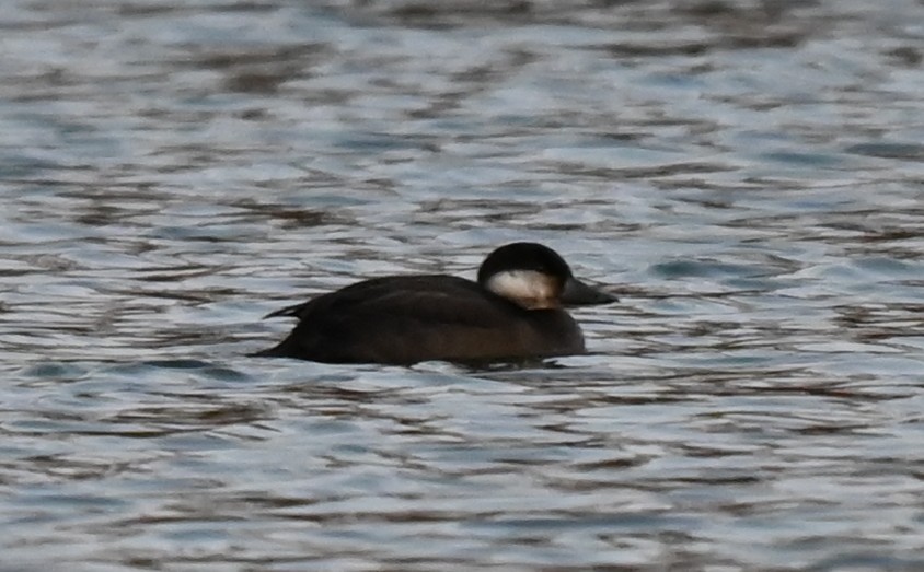 Black Scoter - ML645134611