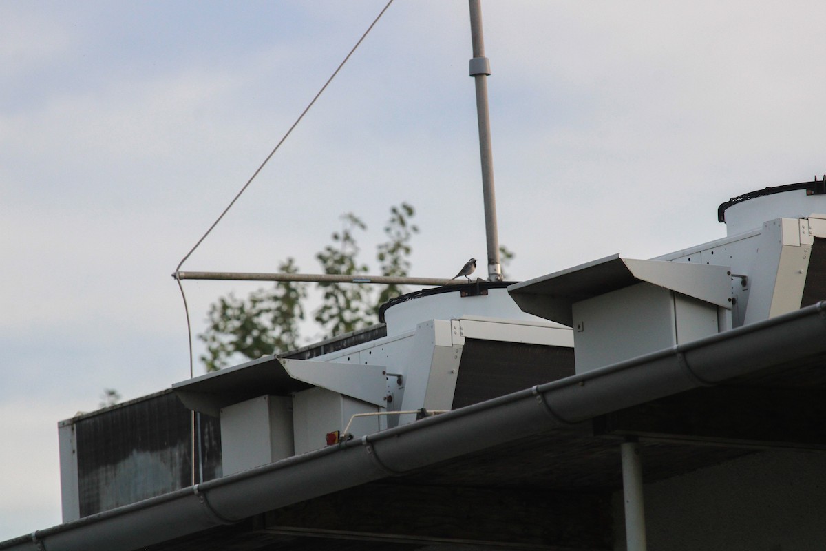 Lavandera Blanca - ML645134625