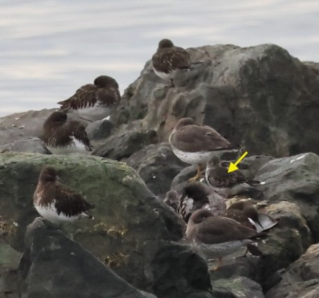 Rock Sandpiper - ML645134629