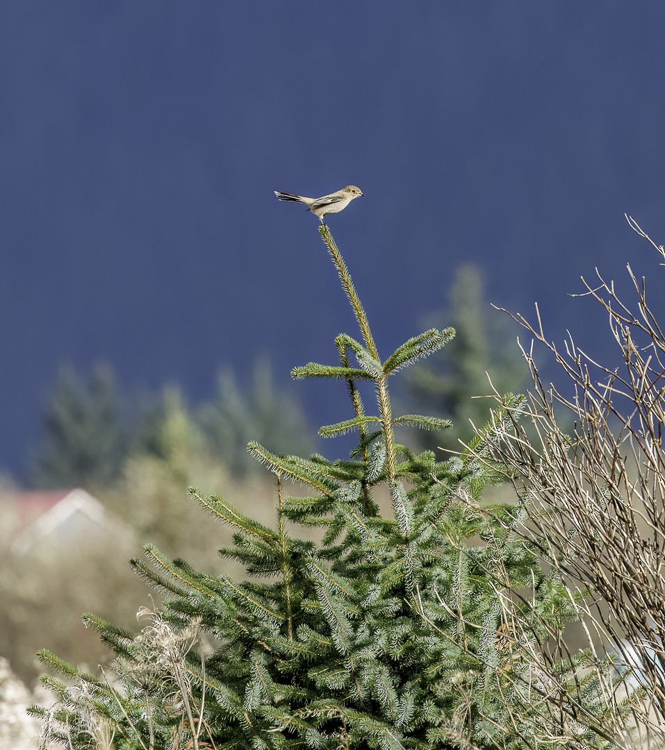 Northern Shrike - ML645134654
