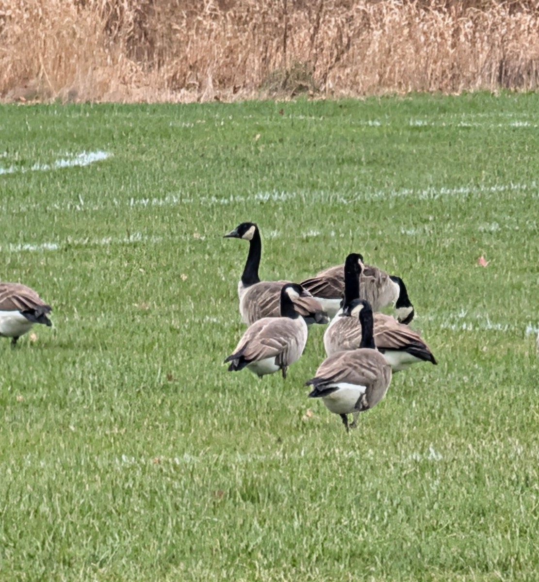 Cackling Goose - ML645134658