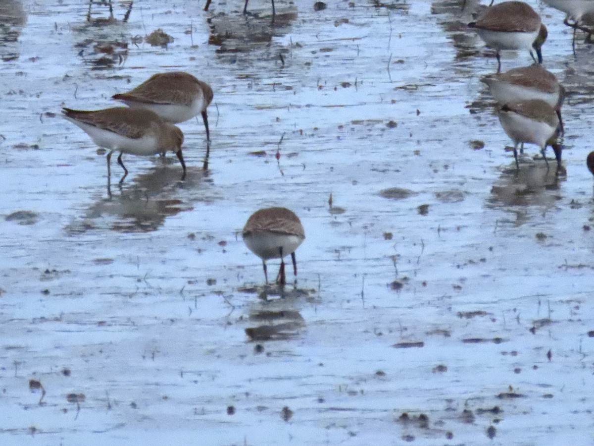 Dunlin - ML645134695