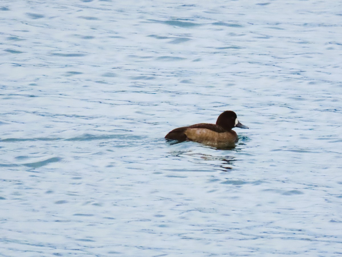 Greater Scaup - ML645134705