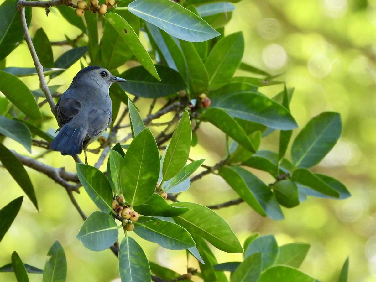 Miaulari grisa - ML645134710