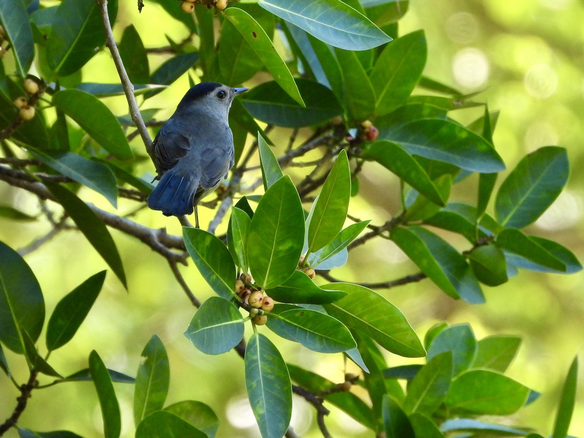 Miaulari grisa - ML645134711