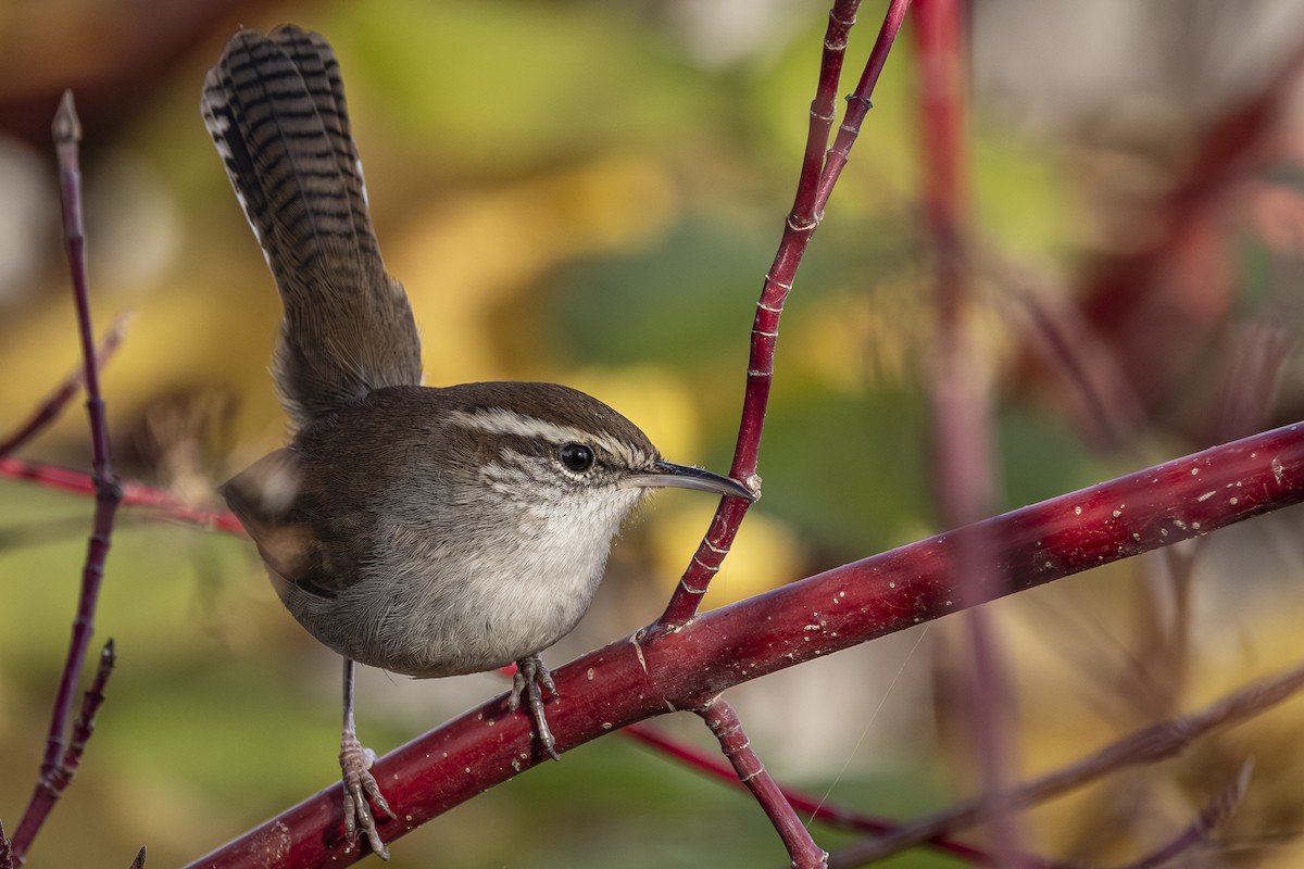 Bewick's Wren - ML645134726