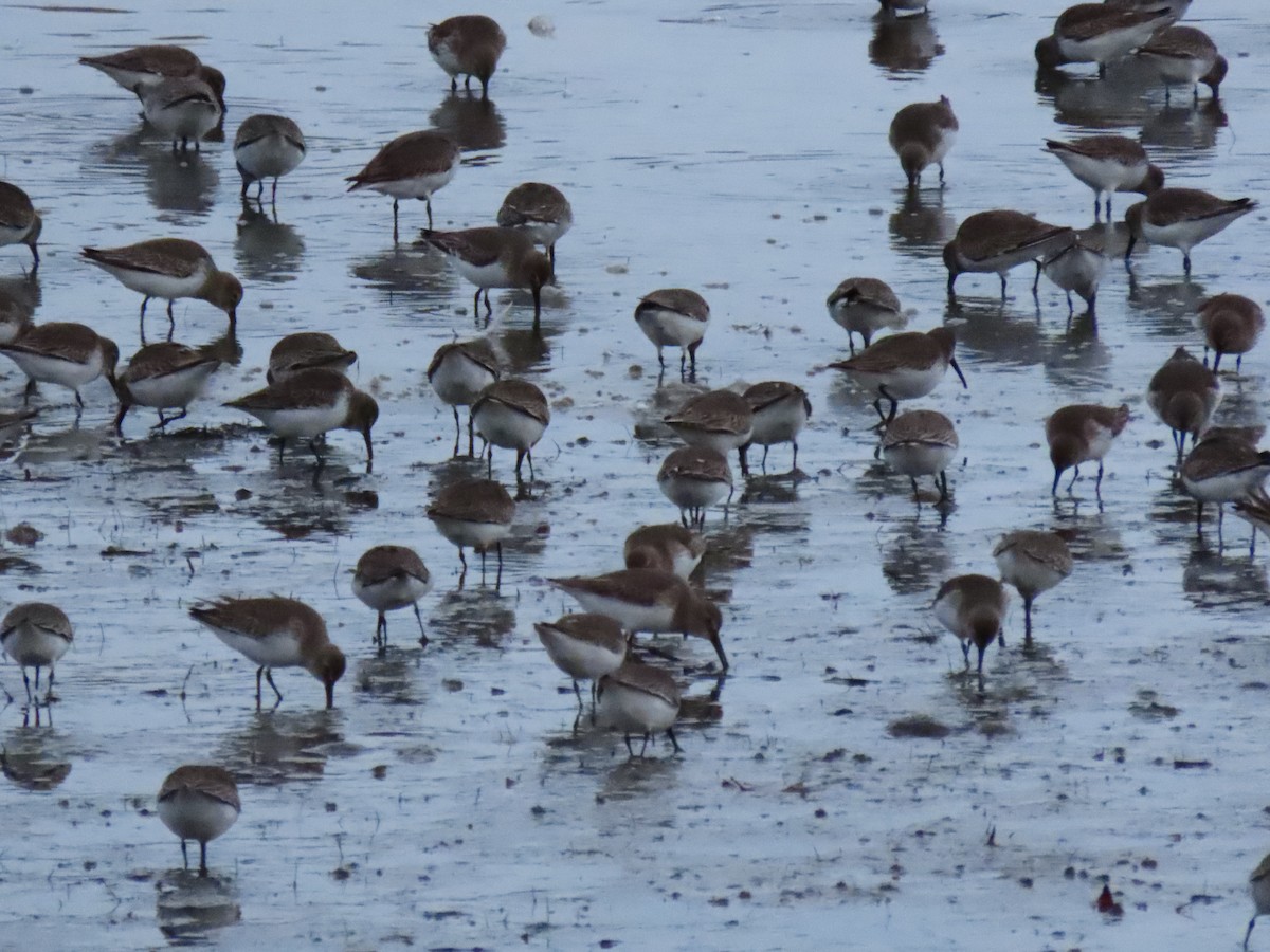 Dunlin - ML645134729