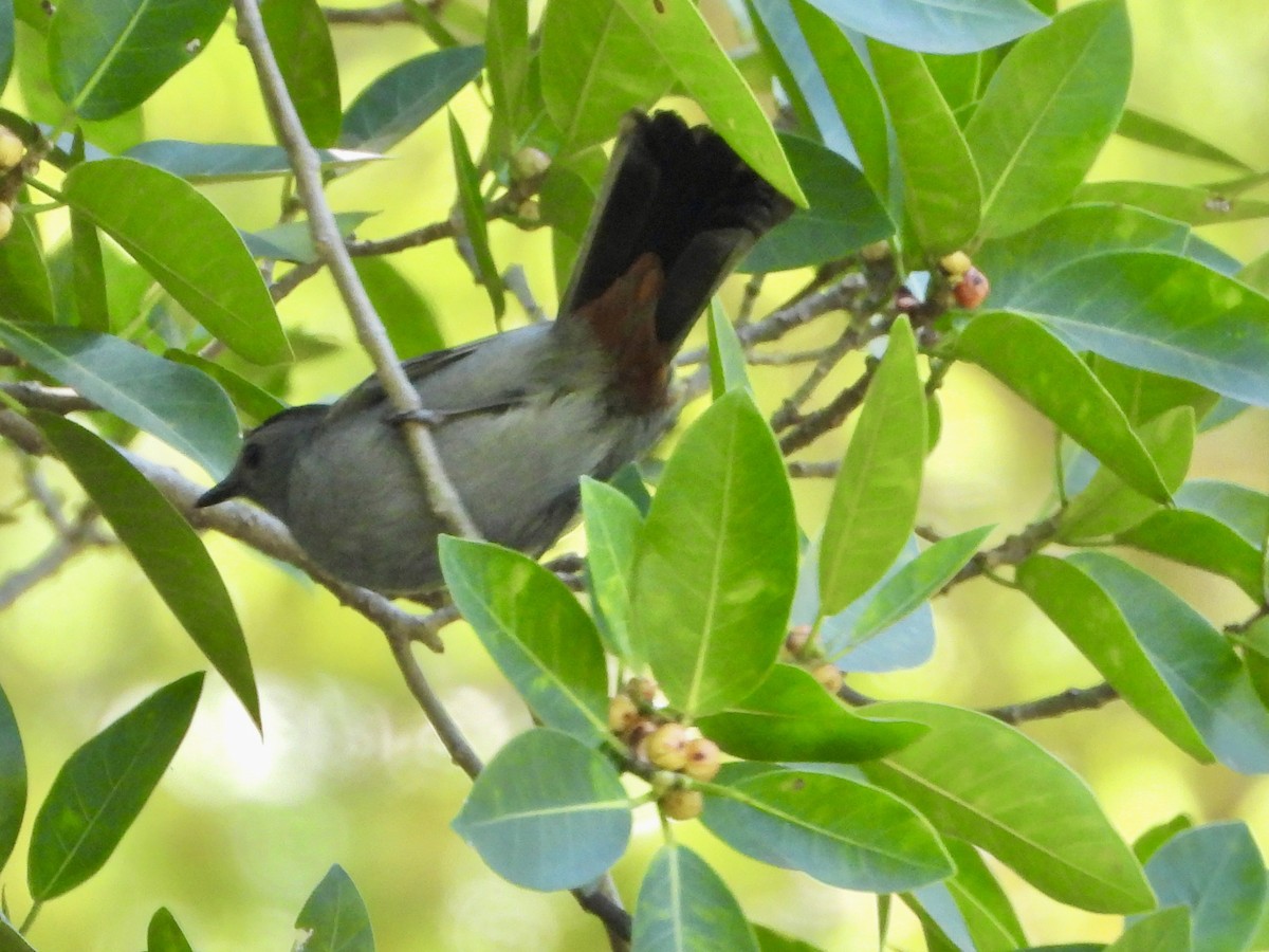 Miaulari grisa - ML645134733