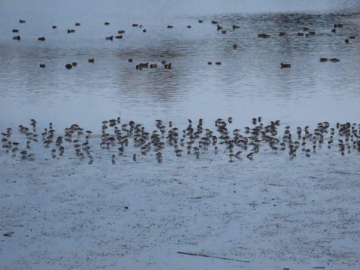 Dunlin - ML645134736