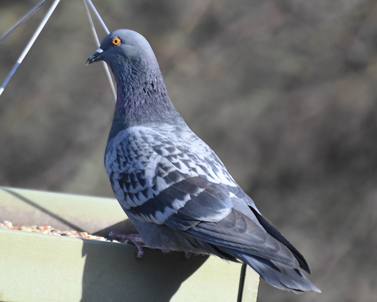 Kaya Güvercini (evcil tip) - ML645134738