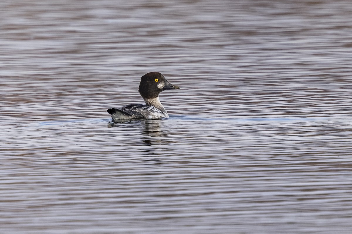Common Goldeneye - ML645134743