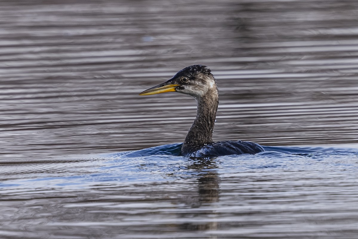 Red-necked Grebe - ML645134771
