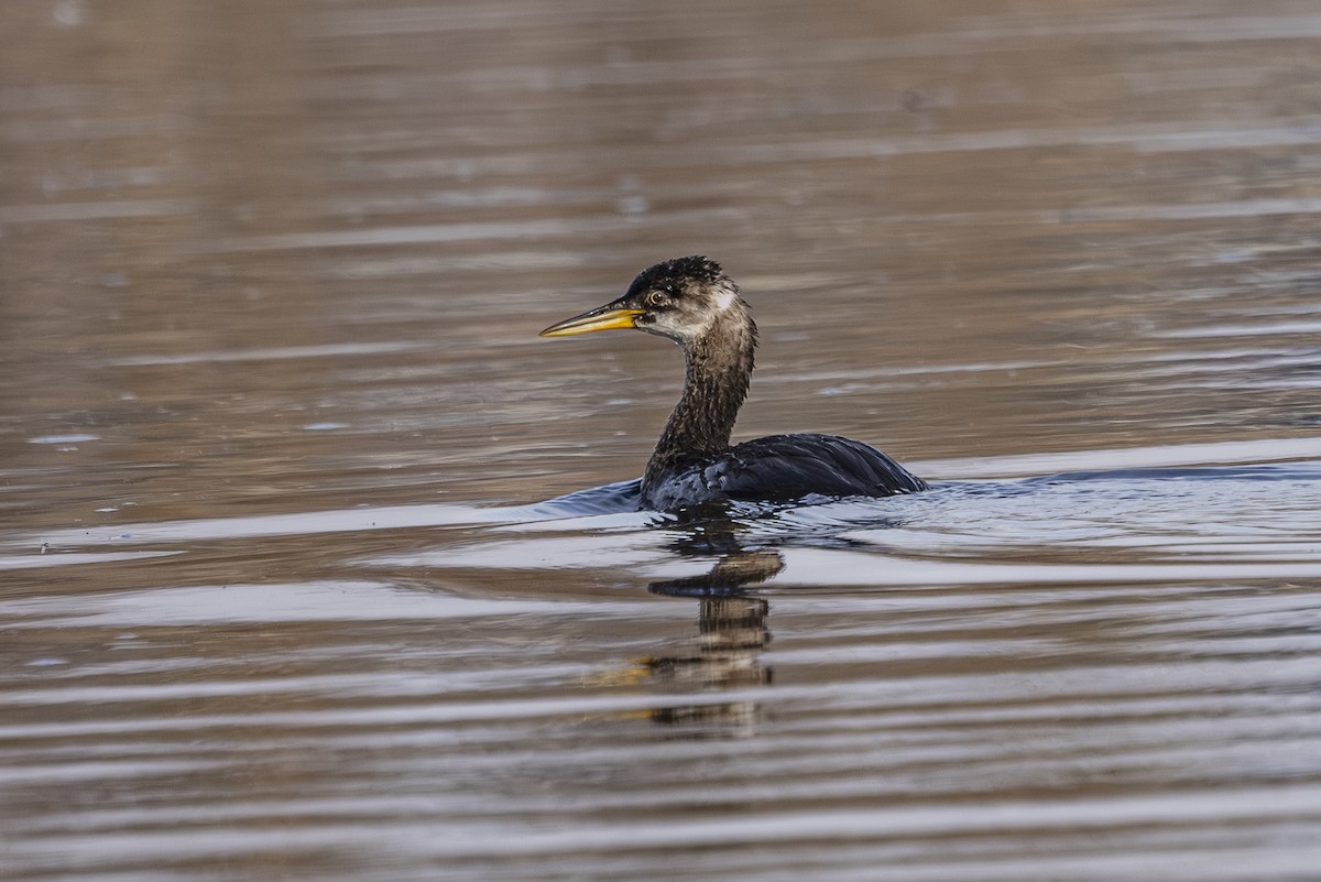 Red-necked Grebe - ML645134775