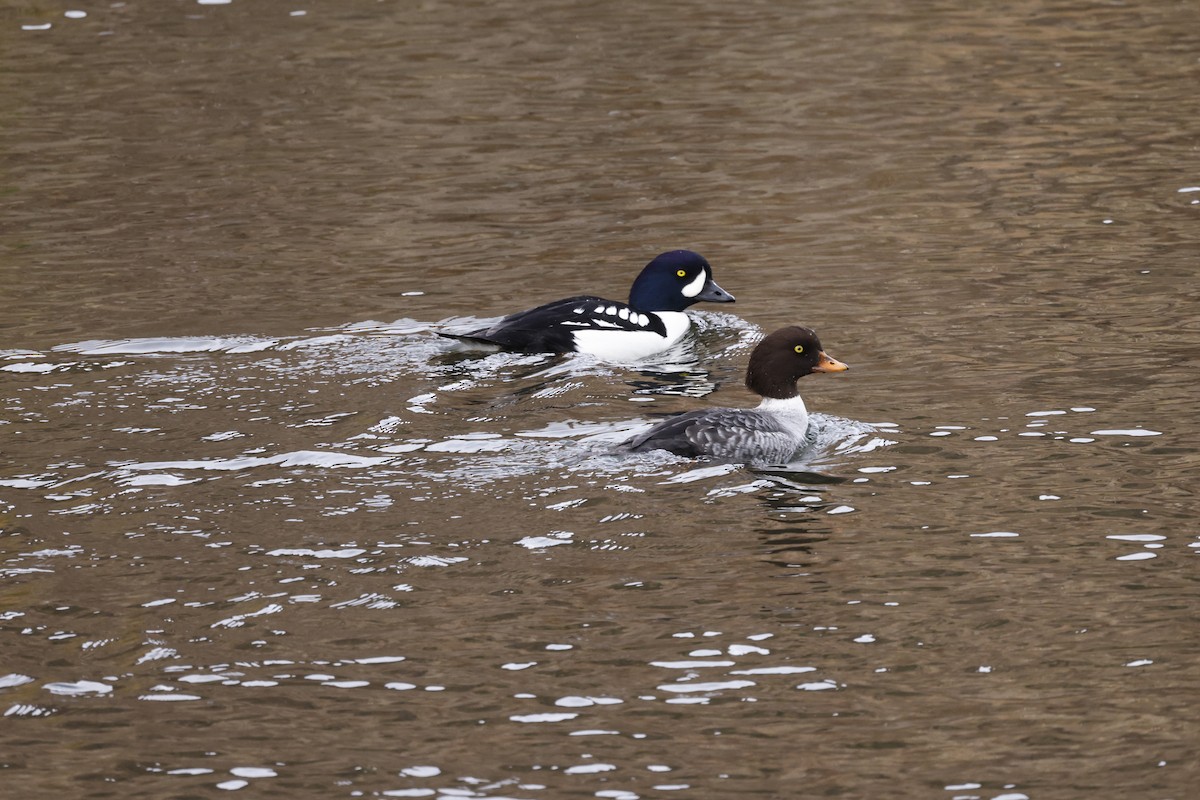 キタホオジロガモ - ML645134776