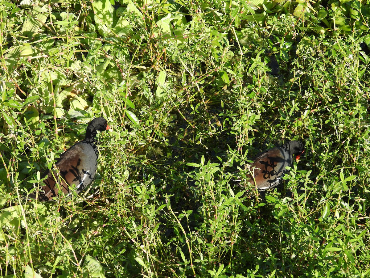 アメリカバン - ML645134777