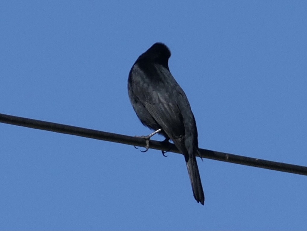 Velvety Black-Tyrant - ML645134780