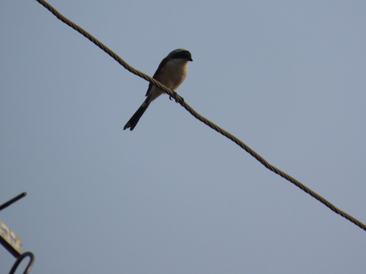 Pie-grièche à bandeau - ML645134792