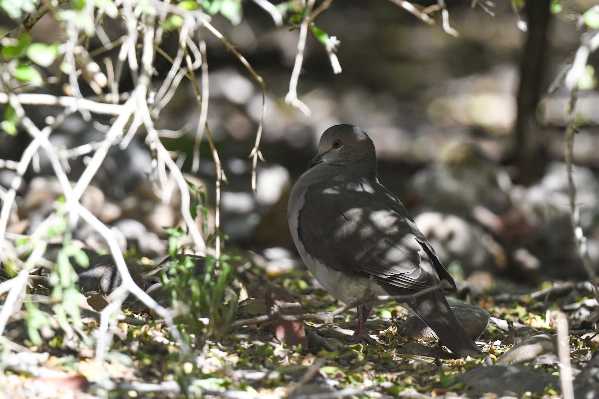 White-tipped Dove - ML645134818