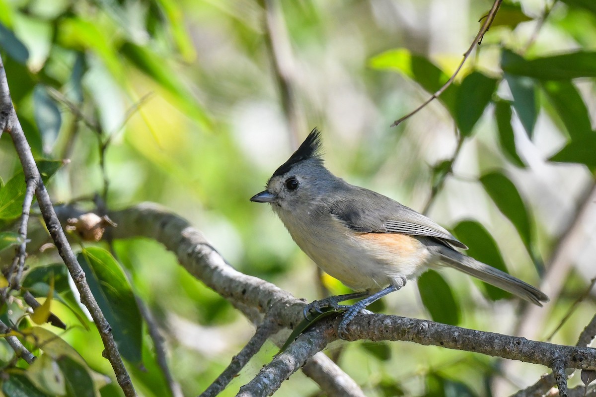 Black-crested Titmouse - ML645134832