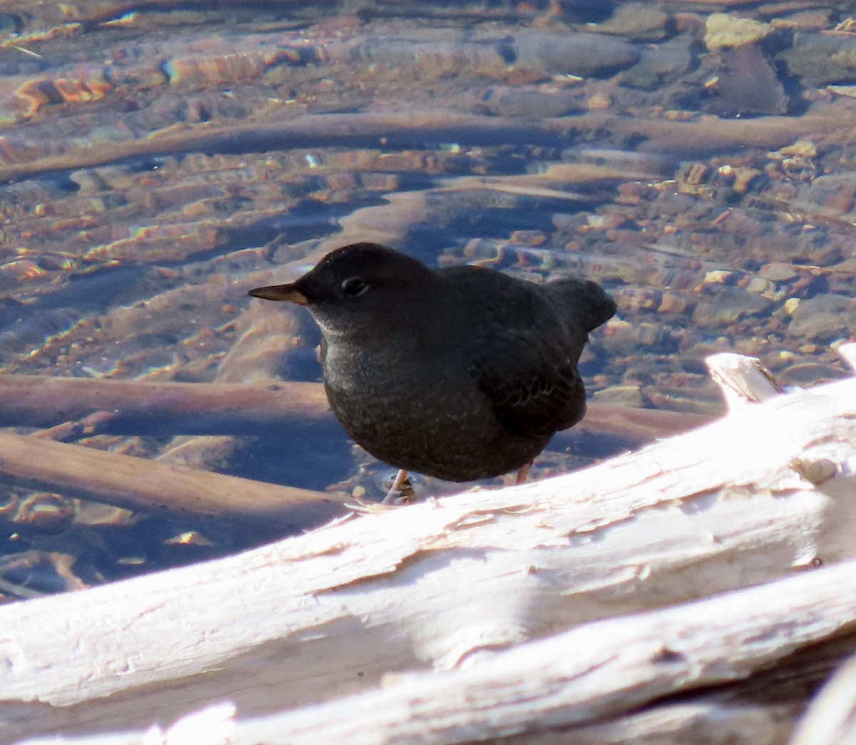 American Dipper - ML645134837
