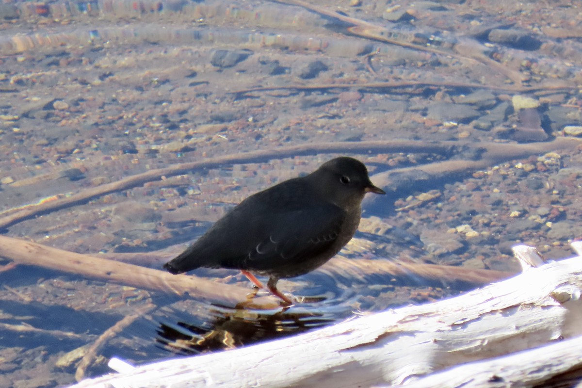 American Dipper - ML645134838