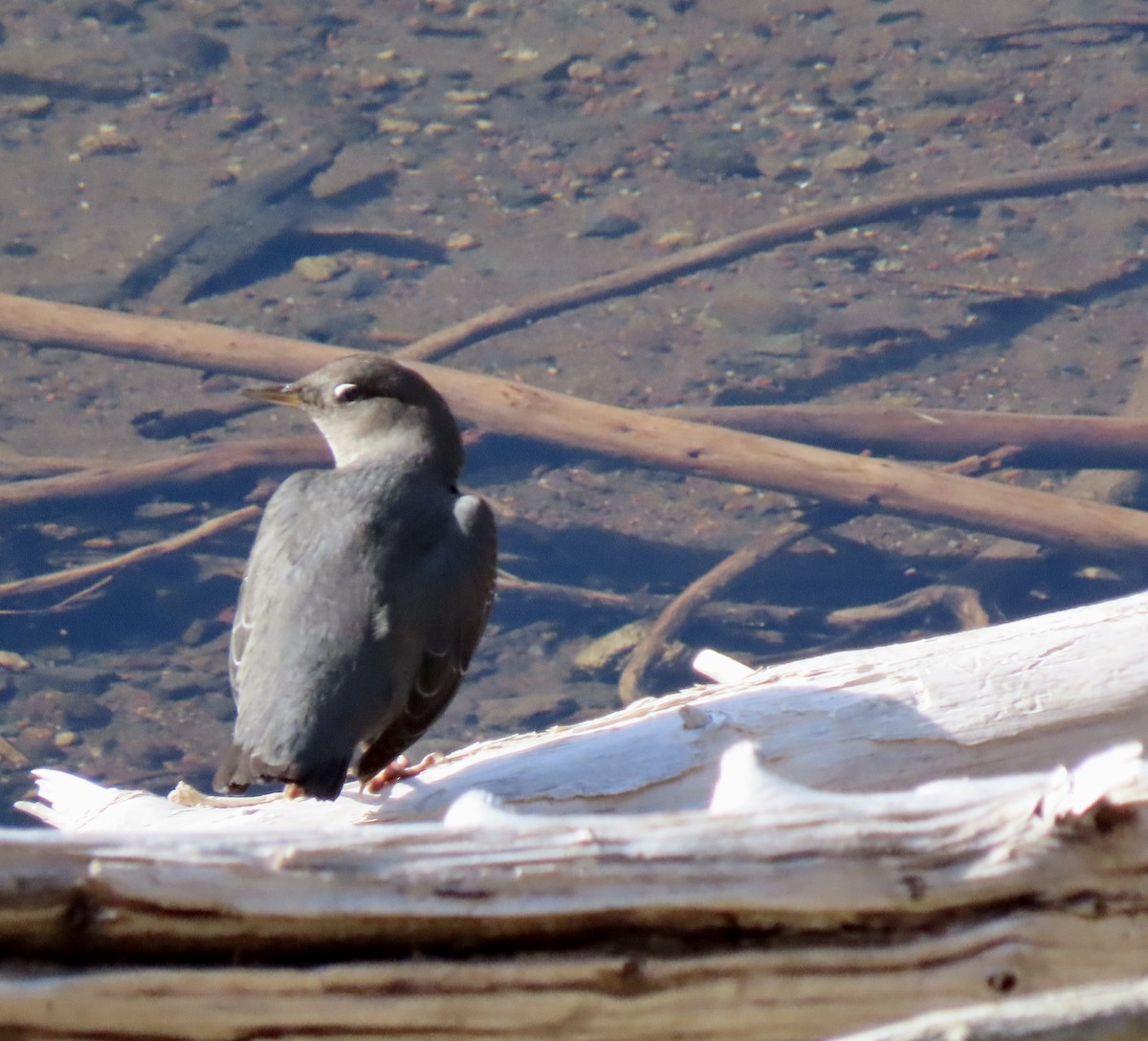 American Dipper - ML645134839