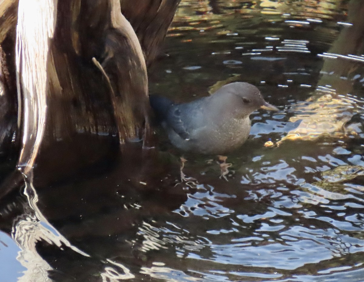 American Dipper - ML645134840