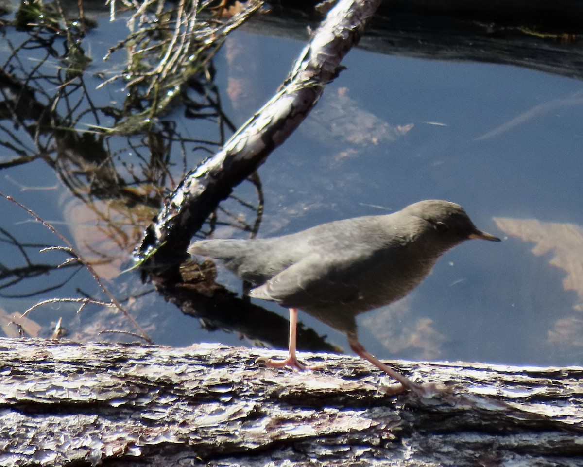 American Dipper - ML645134841