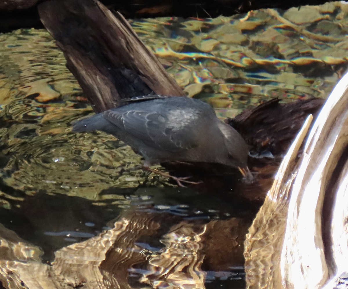 American Dipper - ML645134842