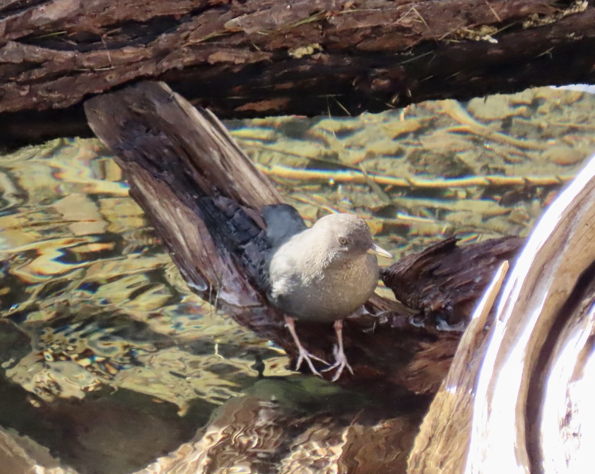 American Dipper - ML645134843