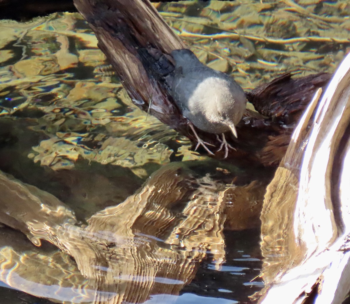 American Dipper - ML645134844