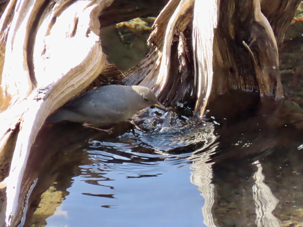 American Dipper - ML645134845