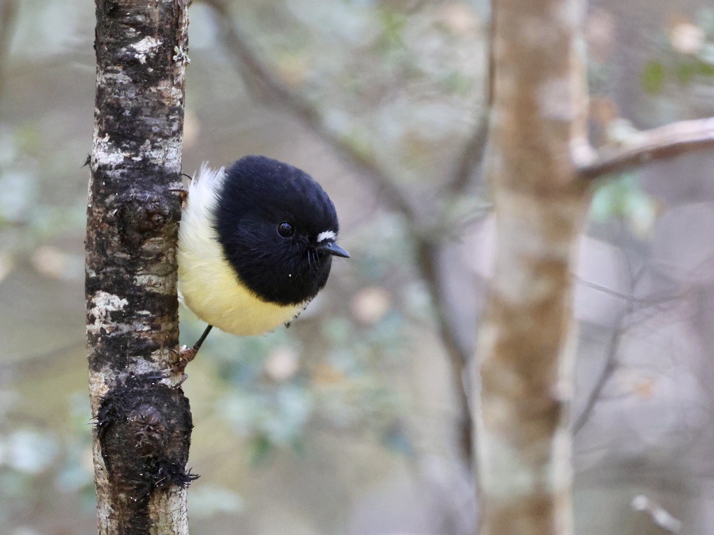 Tomtit - ML645134849