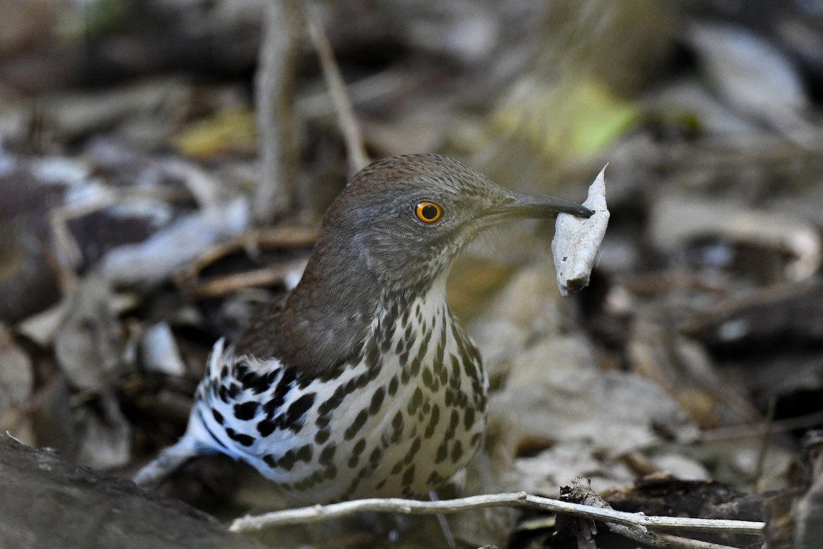 Long-billed Thrasher - ML645134868