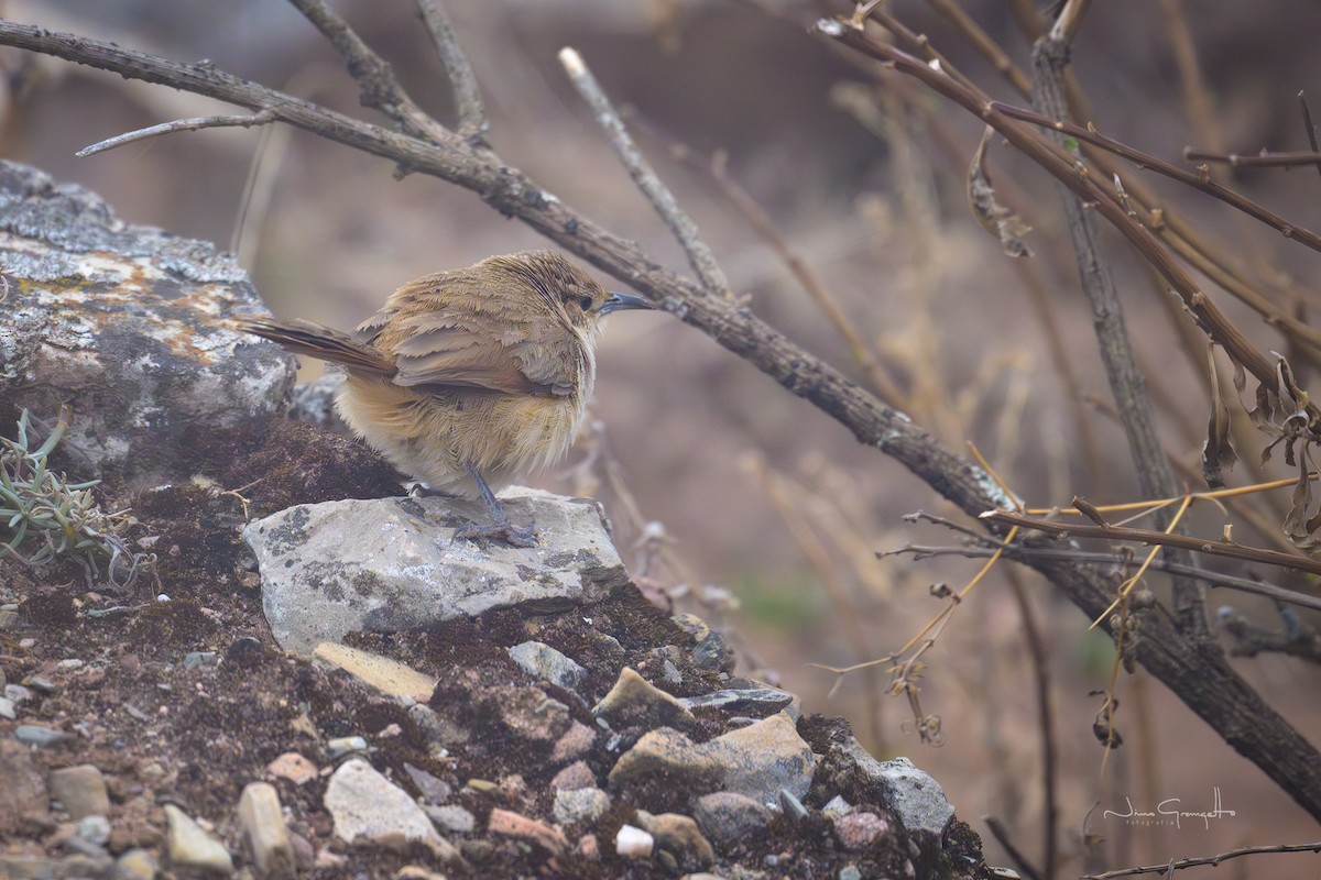 Rock Earthcreeper - ML645134873