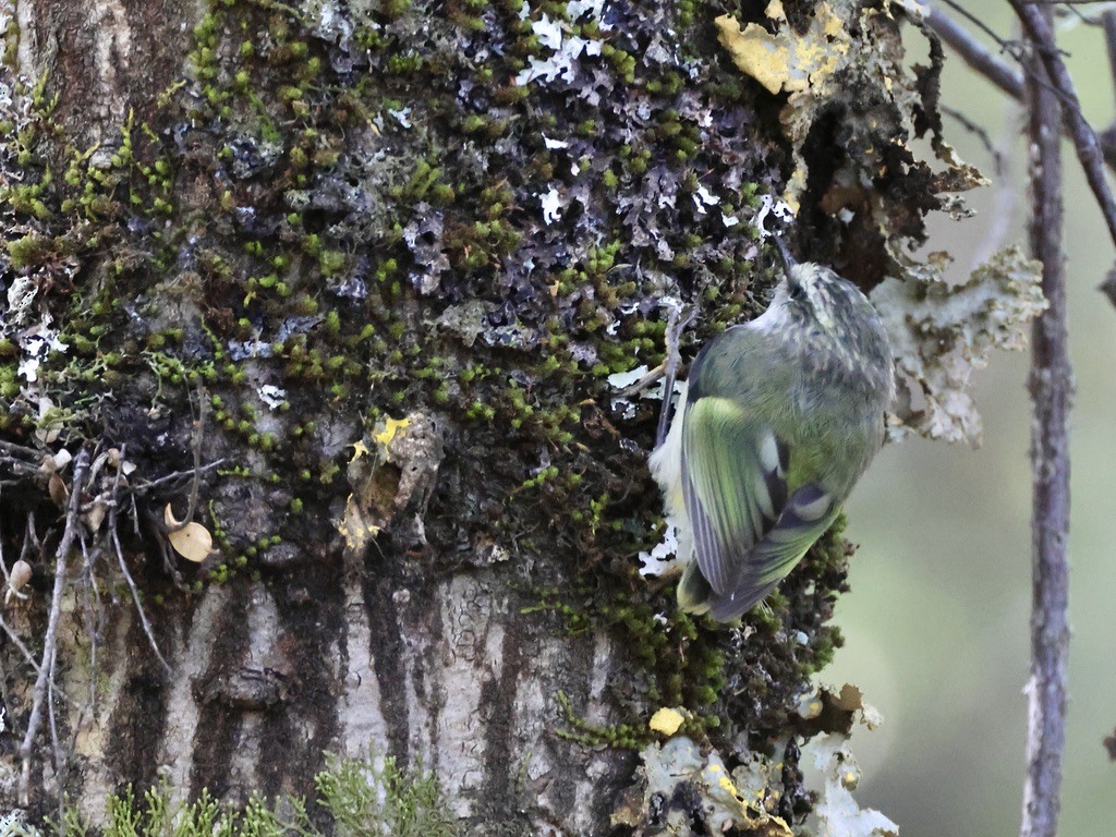 Rifleman - ML645134875