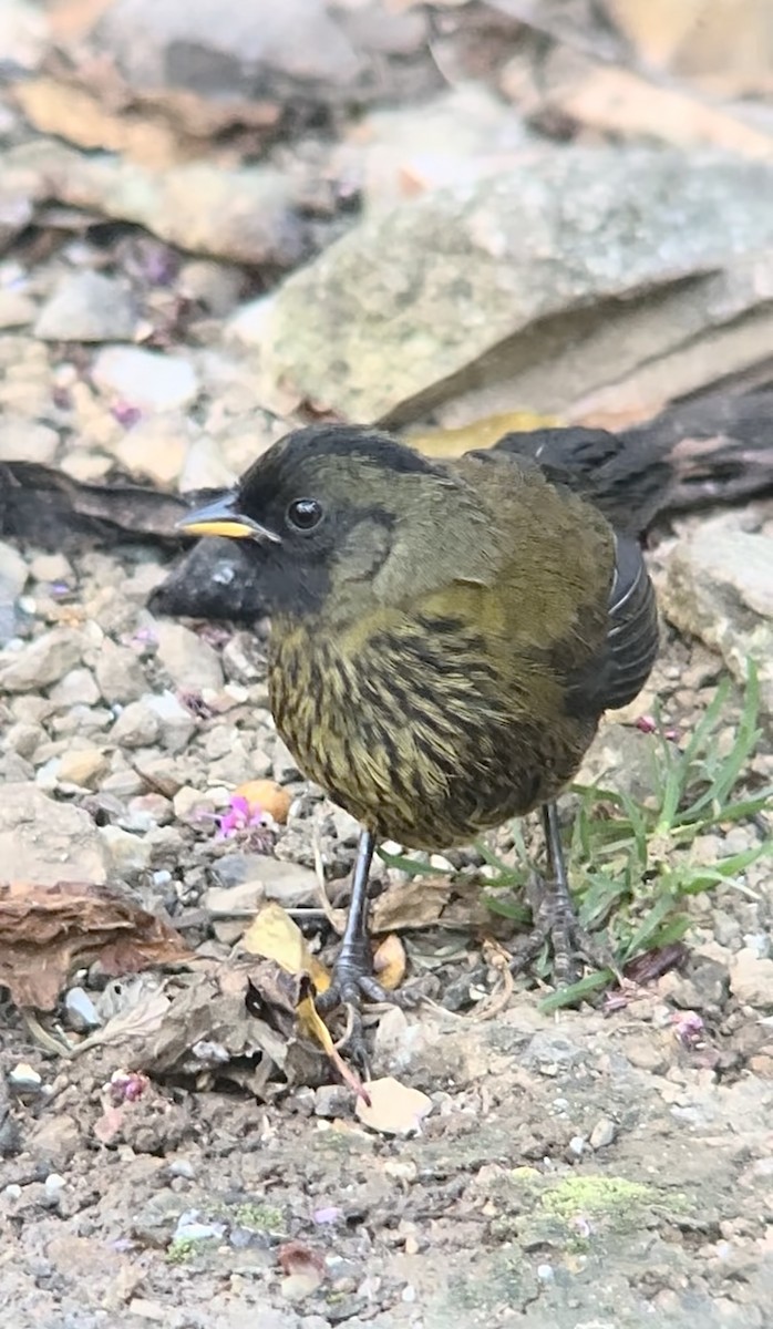 Large-footed Finch - ML645134877