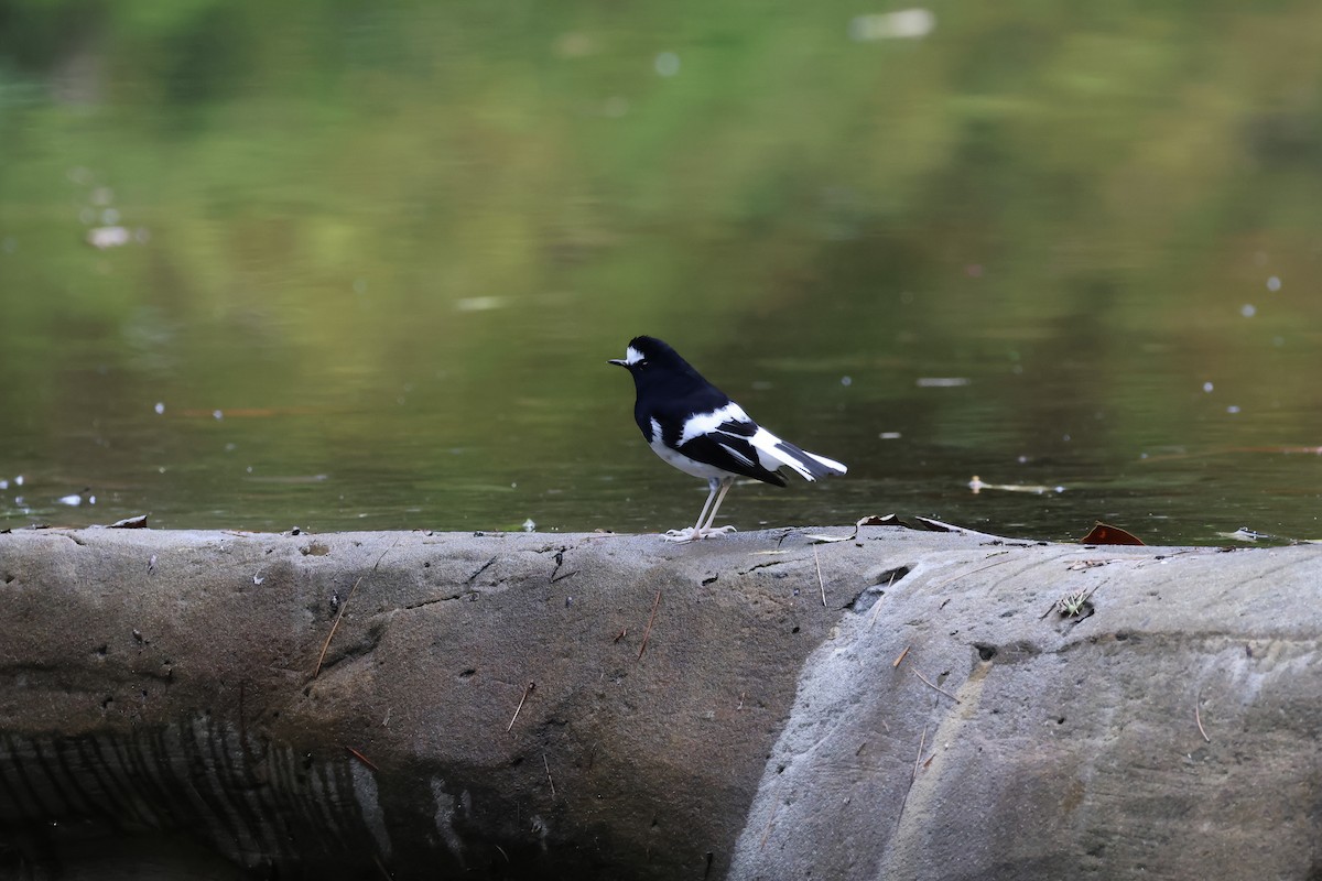 Little Forktail - ML645134887
