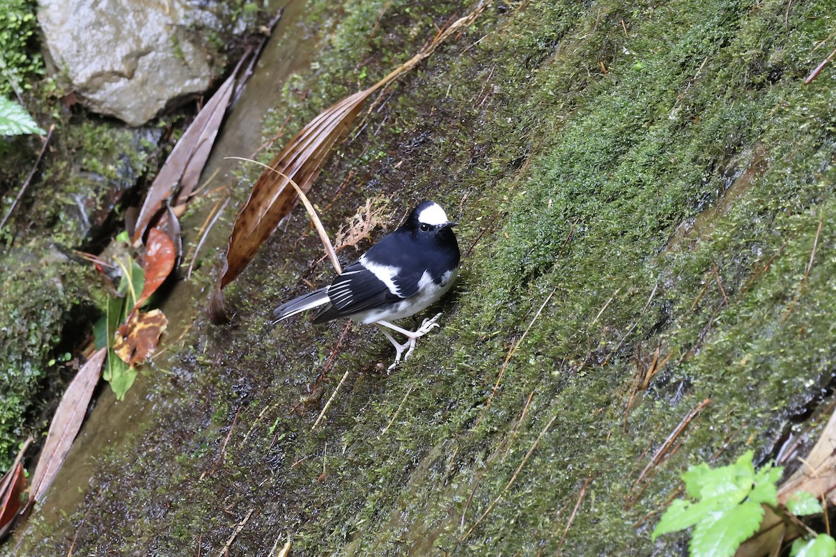 Little Forktail - ML645134888