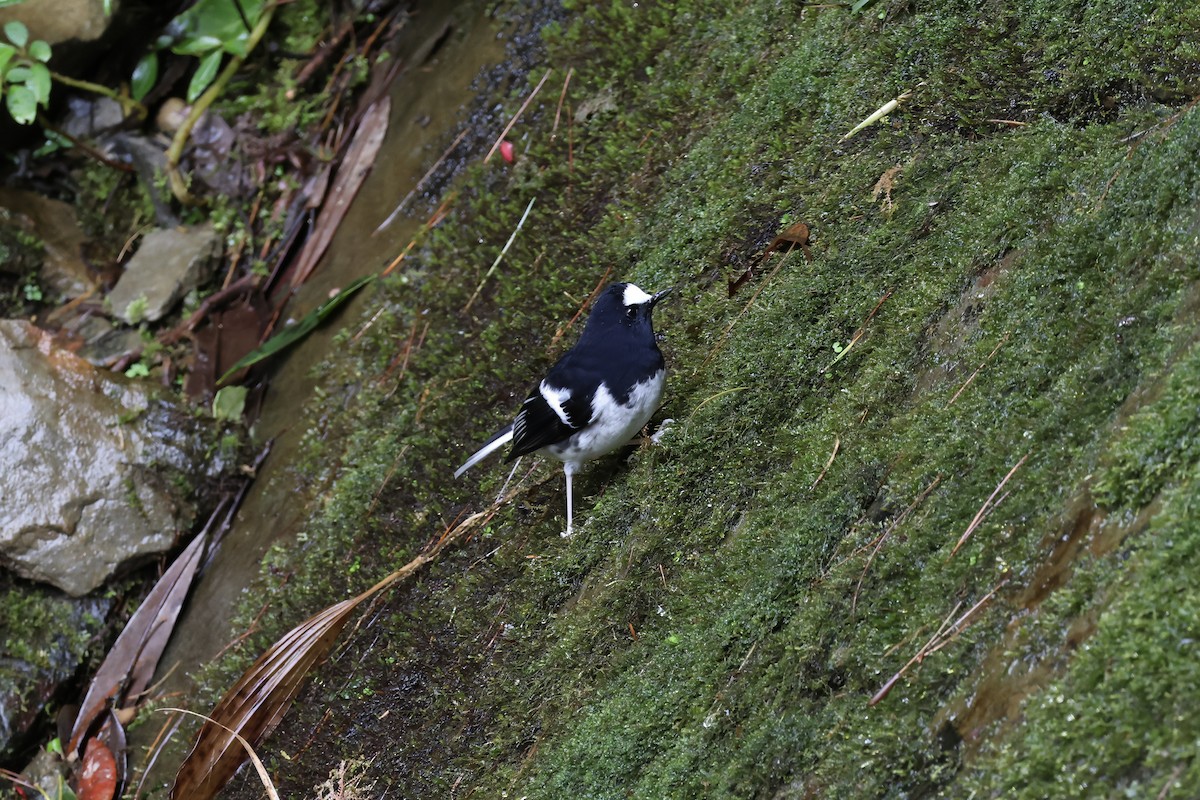 Little Forktail - ML645134889