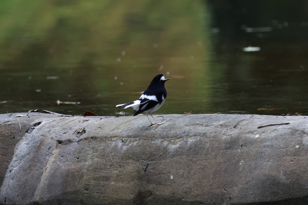 Little Forktail - ML645134890
