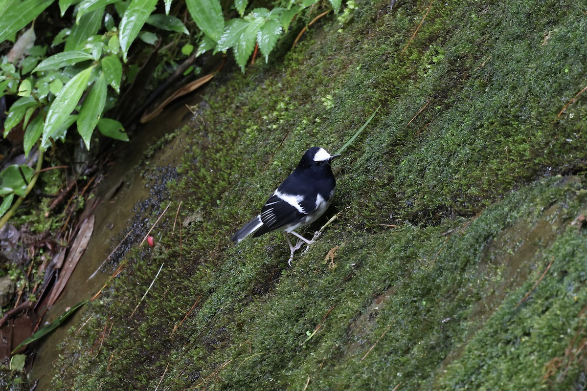 Little Forktail - ML645134892