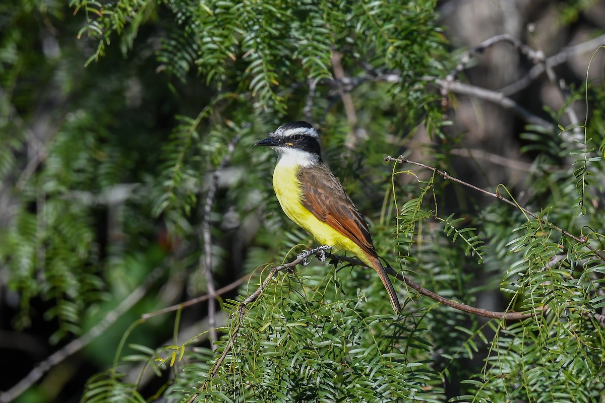 Great Kiskadee - ML645134895