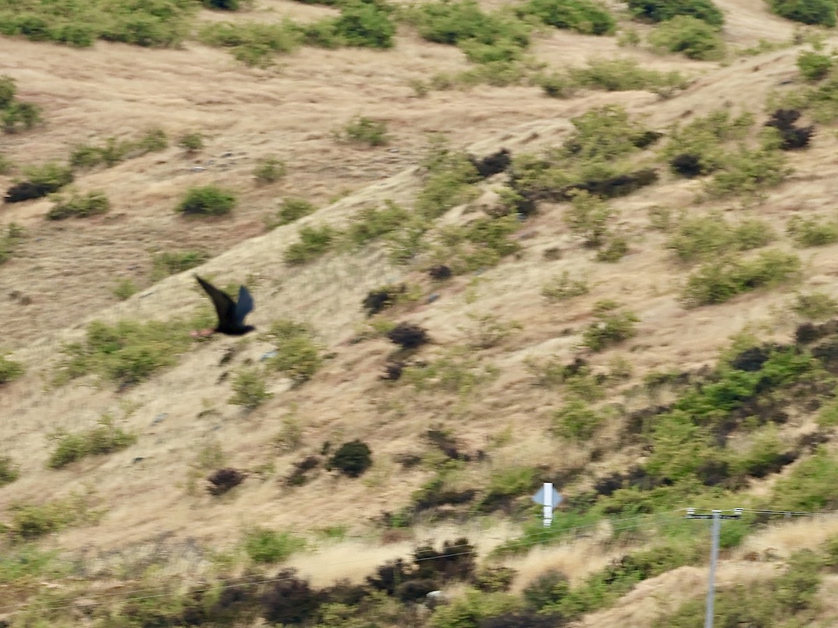 Black Stilt - ML645134924