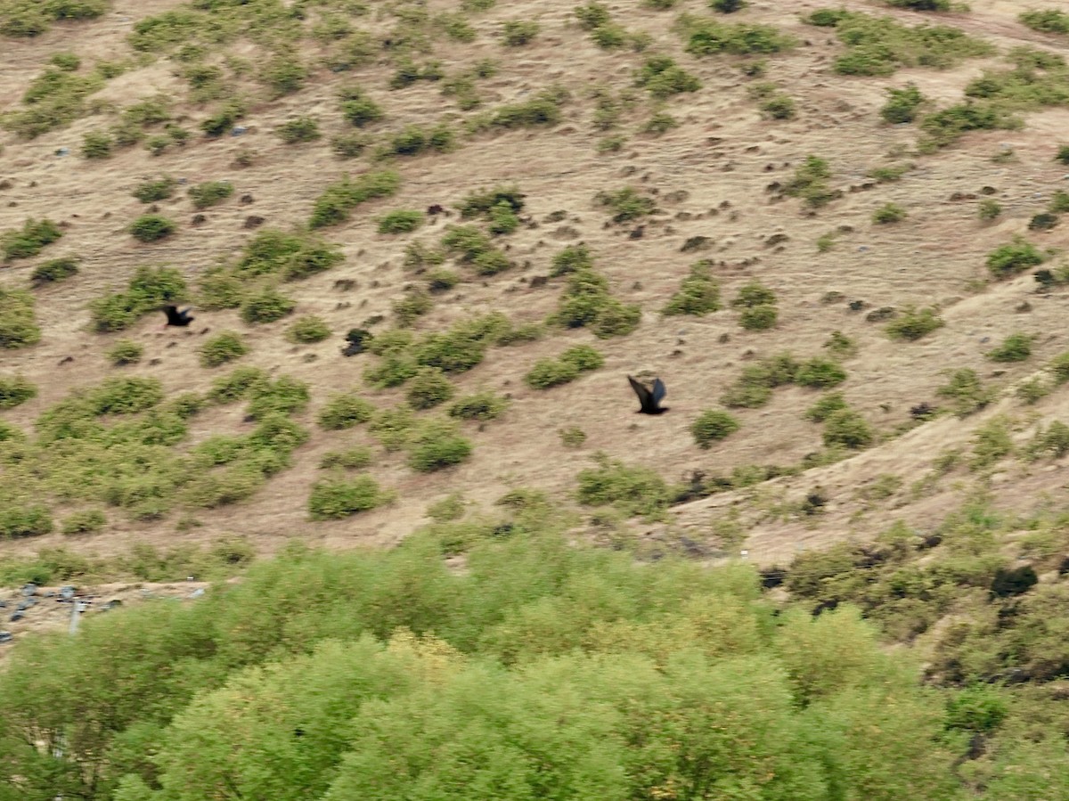 Black Stilt - ML645134925
