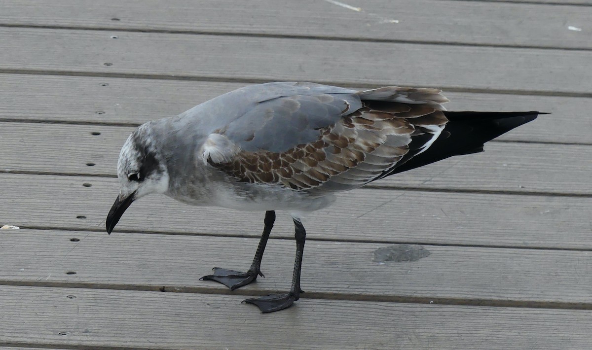 ワライカモメ - ML645134939