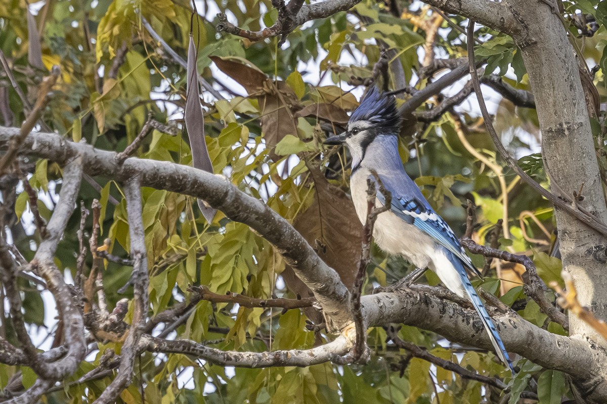 Blue Jay - ML645134947