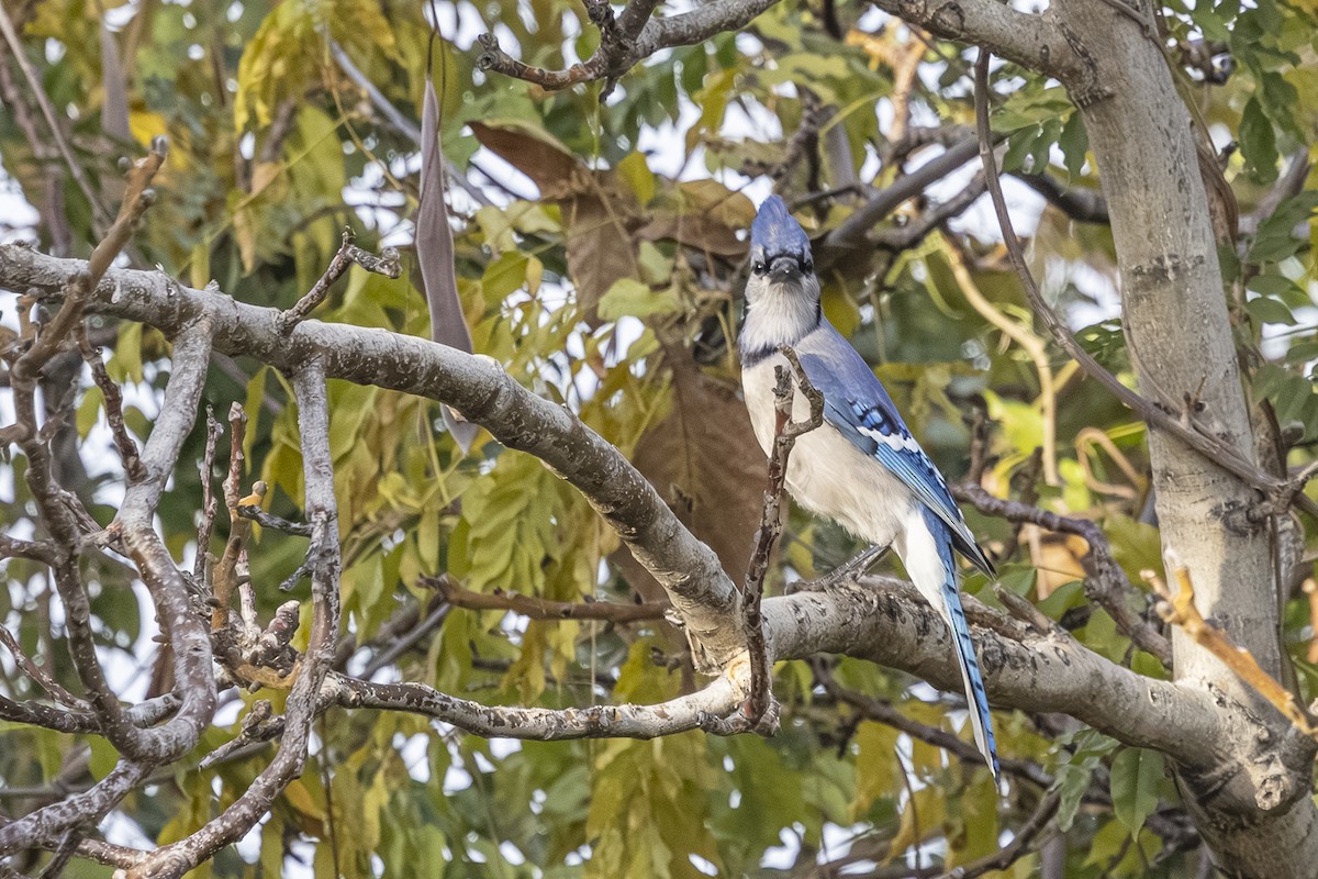 Blue Jay - ML645134948