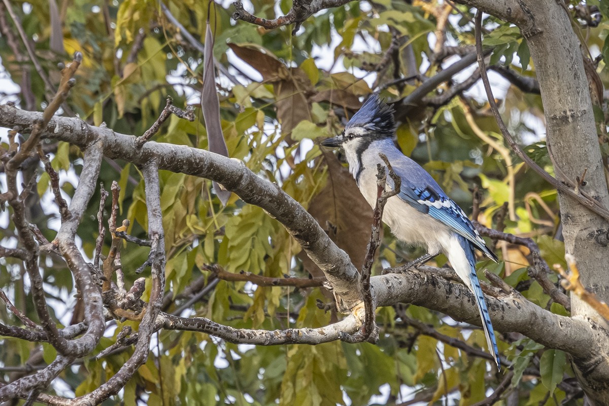 Blue Jay - ML645134950